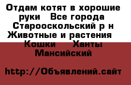 Отдам котят в хорошие руки - Все города, Старооскольский р-н Животные и растения » Кошки   . Ханты-Мансийский